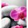 Fototapeta wellness zátišie s orchideou