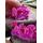 Fototapeta zen kamene s krásnymi kvetmi orchidey