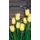Fototapeta žlté tulipány v elegantnom prevedení