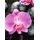 Fototapeta orchidea na zen kameňoch