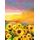 Samolepiaca tapeta pole plné slnečníc