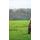 Samolepiaca fototapeta pasúci sa kôň