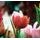 Zaujímavá tapeta tulipány v retro prevedení