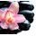 Fototapeta detail tropickej orchidey