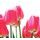 Fototapeta elegantné tulipány
