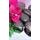 Fototapeta lávové kamene s orchideou