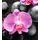 Fototapeta orchidea na zen kameňoch