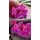 Fototapeta zen kamene s krásnymi kvetmi orchidey