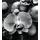 Fototapeta orchidea na zen kameňoch v čiernobielom prevedení