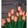 Fototapeta oranžové tulipány v elegantnom prevedení