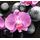Fototapeta orchidea na zen kameňoch