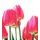 Fototapeta elegantné tulipány