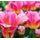 Fototapeta ružovo sfarbené tulipány