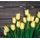 Fototapeta žlté tulipány v elegantnom prevedení