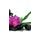 Fototapeta zen zátišie s orchideou