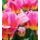 Fototapeta ružovo sfarbené tulipány