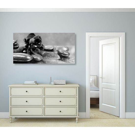 Obraz ukľudnujúca orchidea v čiernobielom prevedení