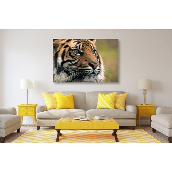 Obraz majestátny tiger