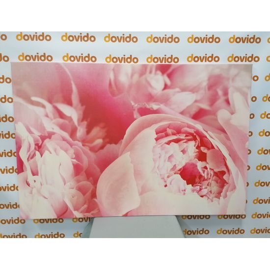 Obraz detail na ružové kvety