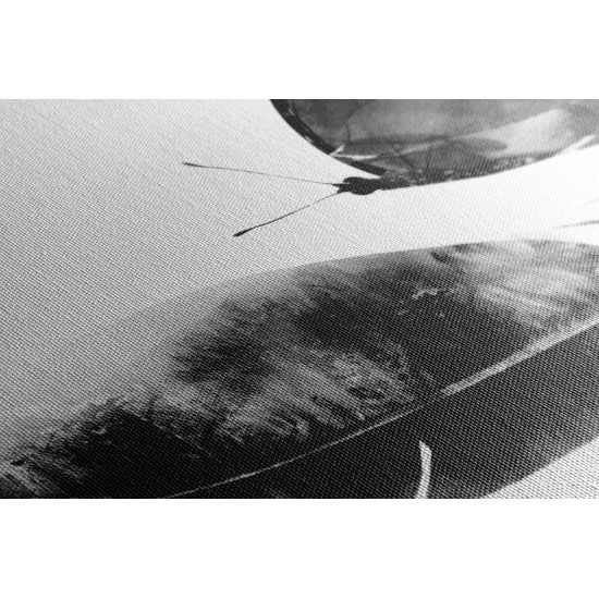 Obraz nádherný motýľ v čiernobielom prevedení