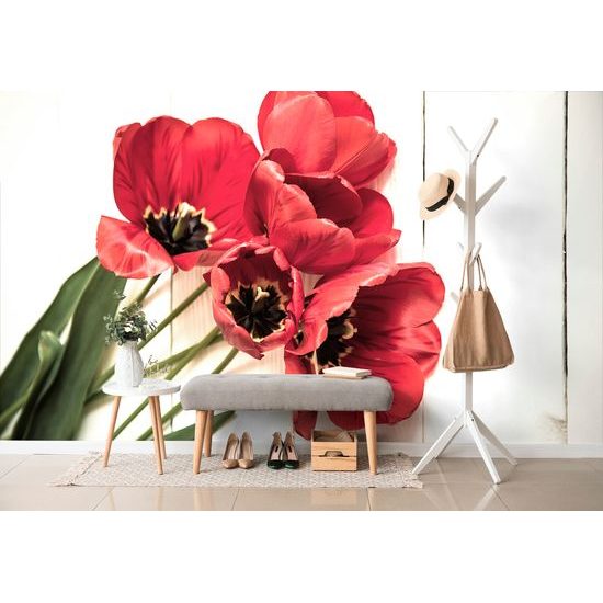 Fototapeta ohnivočervené tulipány