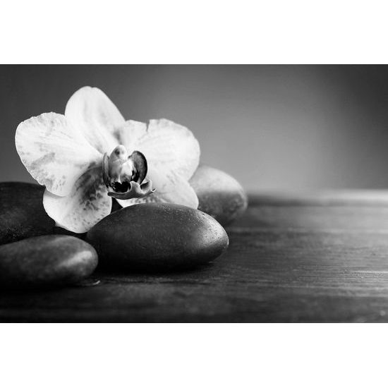 Samolepiaca fototapeta zen kamene s orchideou v čiernobielom prevedení