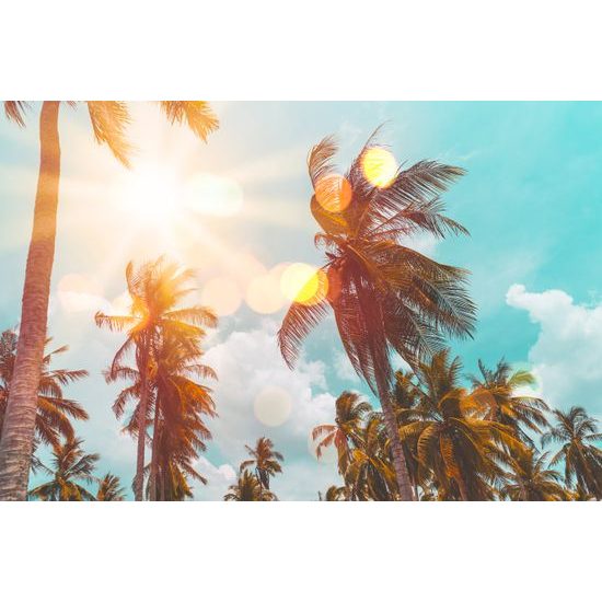 Samolepiaca tapeta palmy v lúčoch slnka