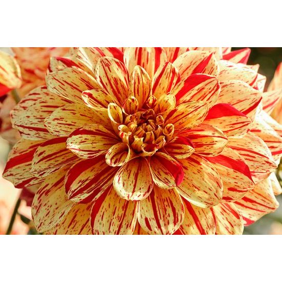 Originálna samolepiaca fototapeta fascinujúca dália