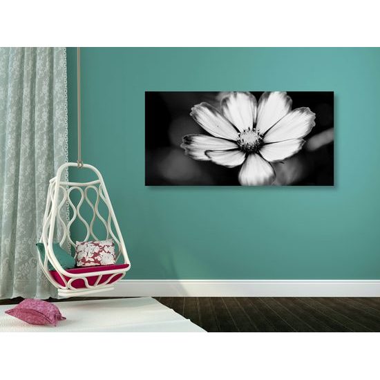 Obraz nežný kvet krasuľky v čiernobielom prevedení