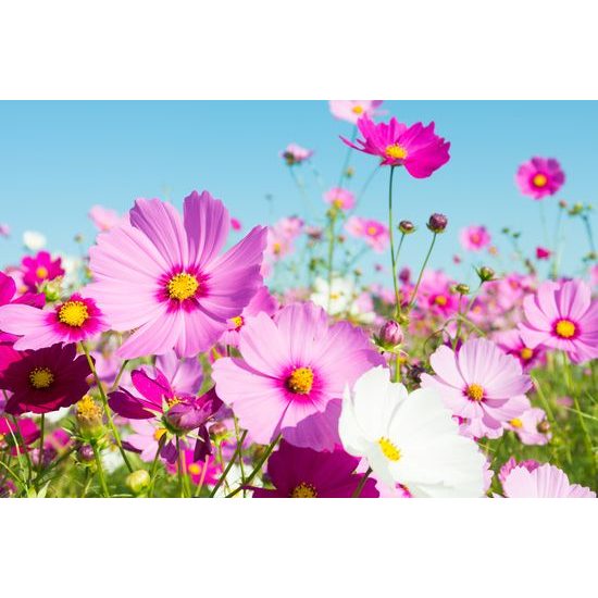 Obraz rozkvitnutá lúka