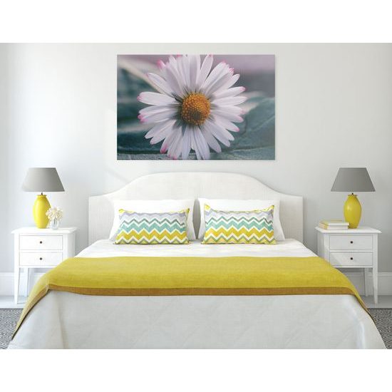 Obraz sedmokráska v rozkvete