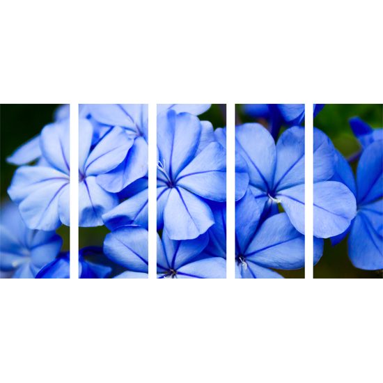 5-dielny obraz krásne nebesky modré kvety