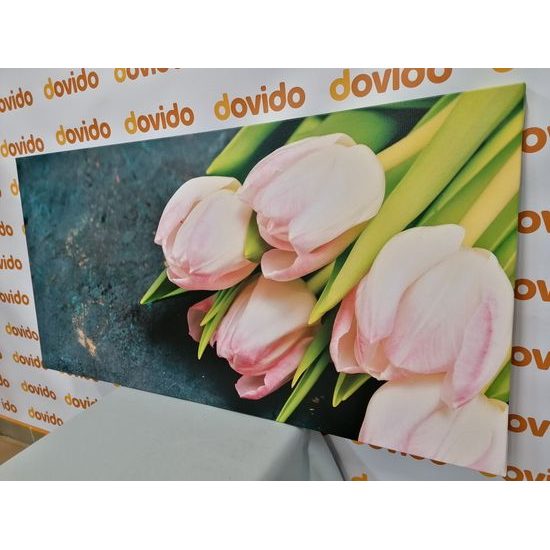 Obraz nerozkvitnuté tulipány