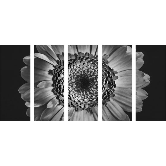 5-dielny obraz detail gerbery v čiernobielom prevedení