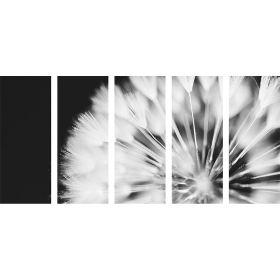 5-dielny obraz nádherný detail púpavy v čiernobielom prevedení