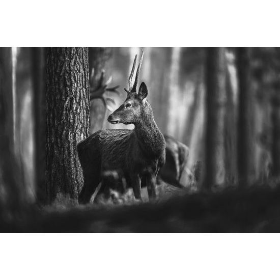 Obraz mladý jeleň uprostred lesa v čiernobielom prevedení