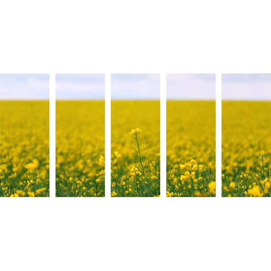 5-dielny obraz rozkvitnutá lúka
