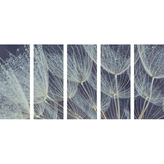 5-dielny obraz nádherný detail púpavy