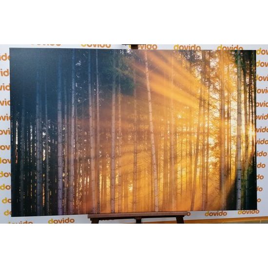 Obraz slnko vykúkajúce pomedzi stromy