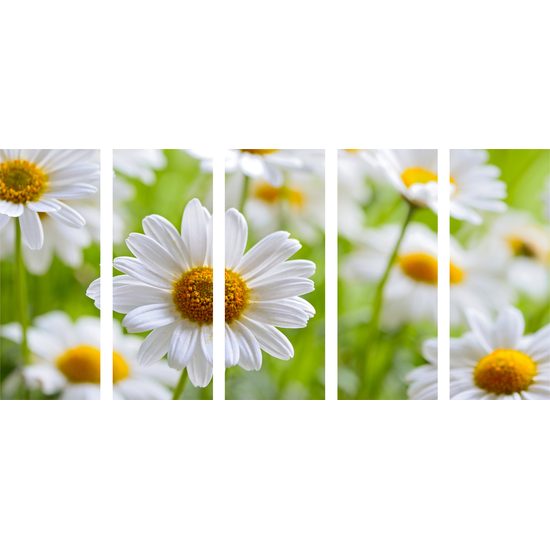 5-dielny obraz prekrásne sedmokrásky