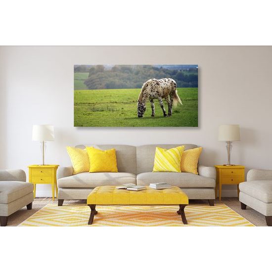 Obraz krásny kôň pasúci sa na lúke