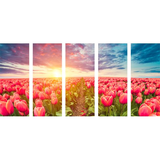 5-dielny obraz západ slnka nad rozkvinutými tulipánmi