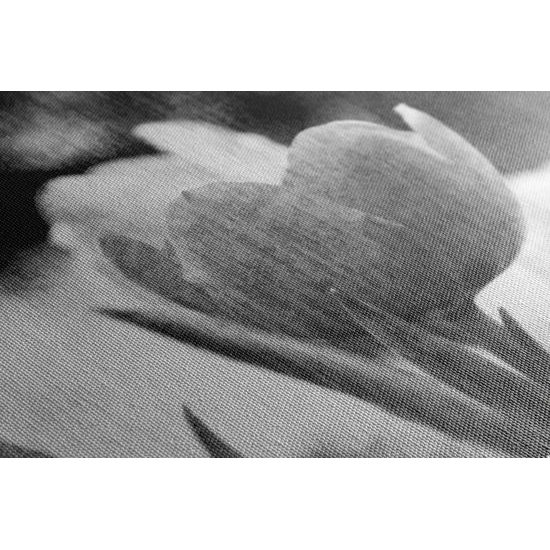 Obraz divý tulipán vo vintage štýle v čiernobielom prevedení