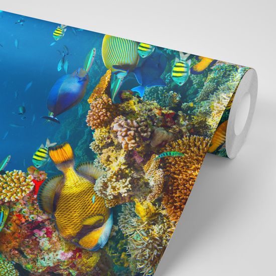 Fototapeta korálový útes