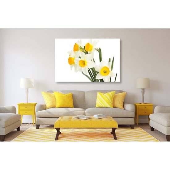 Obraz jemné jarné narcisy