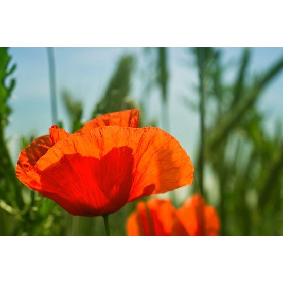 Krásna samolepiaca tapeta divý mak