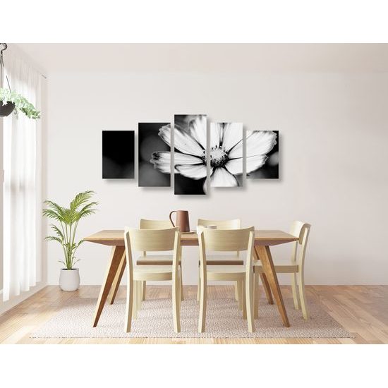 5-dielny obraz jedinečný kvet krasuľky v čiernobielom prevedení