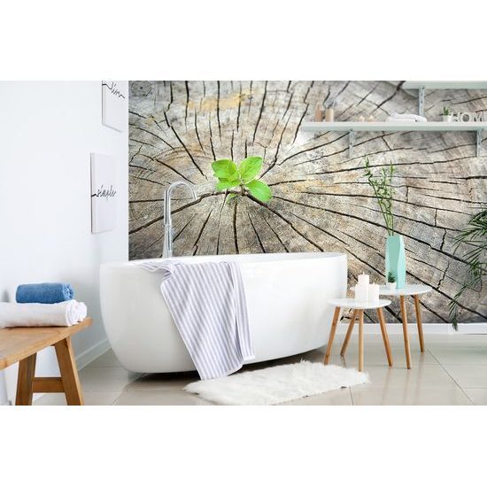 Samolepiaca fototapeta zrodenie zelenej rastliny