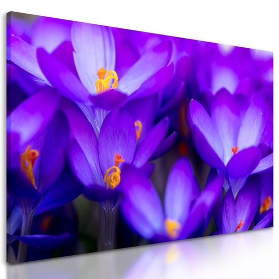 Obraz nádherný purpurový šafrán