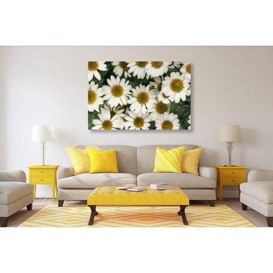 Obraz uzdravujúci harmanček